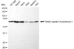 Western blotting analysis using protein regulator of cytokinesis 1 antibody (ABIN7800037). (Recombinant PRC1 抗体)
