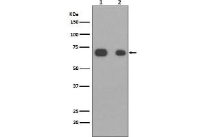 Western blot analysis of Caldesmon expression in (1)NIH3T3 cell lysate, (2)HeLa cell lysate.