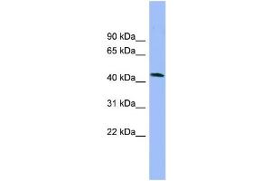 WB Suggested Anti-NECAB3 Antibody Titration: 0. (NECAB3 抗体  (N-Term))