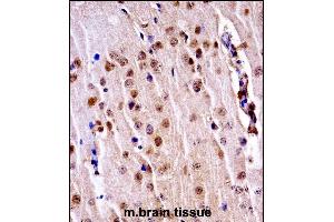 Mouse Nek3 Antibody (C-term)immunohistochemistry analysis in formalin fixed and paraffin embedded mouse brain tissue followed by peroxidase conjugation of the secondary antibody and DAB staining.