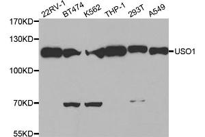 Western blot analysis of extracts of various cell lines, using USO1 antibody (ABIN1875291) at 1:500 dilution. (USO1 抗体)