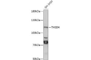 Western blot analysis of extracts of SH-SY5Y cells, using THSD4 antibody (ABIN7270819) at 1:1000 dilution. (Thrombospondin, Type I, Domain Containing 4 (THSD4) (AA 500-700) 抗体)