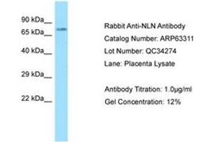 Image no. 1 for anti-Neurolysin (Metallopeptidase M3 Family) (NLN) (AA 88-137) antibody (ABIN6749966) (NLN 抗体  (AA 88-137))