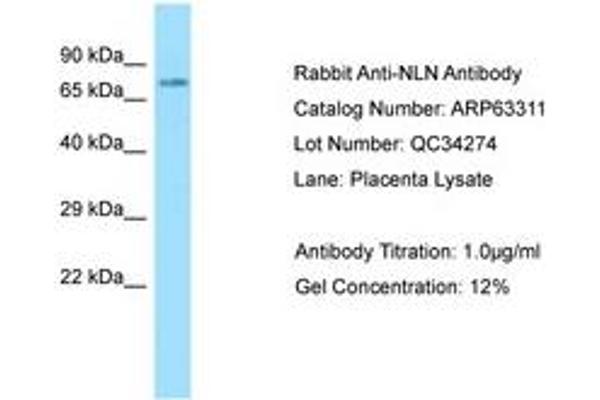 NLN 抗体  (AA 88-137)