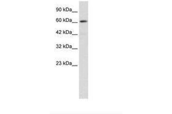 ZBTB45 antibody  (AA 200-249)