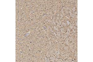 IHC analysis of Synaptogyrin 3/SYNGR3 using anti-Synaptogyrin 3/SYNGR3 antibody (ABIN7601760). (Synaptogyrin 3 抗体  (AA 45-229))