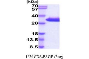 Kallikrein 8 Protein (KLK8) (AA 29-260) (His tag)