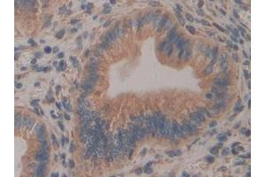 Immunohistochemistry (IHC) image for anti-Calnexin (CANX) (AA 263-482) antibody (ABIN7440107)