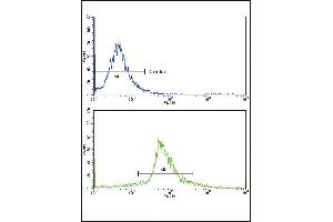 Flow cytometric analysis of widr cells using KLF6 Antibody (bottom histogram) compared to a negative control cell (top histogram)FITC-conjugated goat-anti-rabbit secondary antibodies were used for the analysis. (KLF6 抗体  (C-Term))
