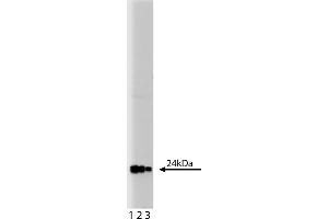 Western Blotting (WB) image for anti-Growth Factor Receptor-Bound Protein 2 (GRB2) (AA 1-217) antibody (ABIN967755) (GRB2 抗体  (AA 1-217))