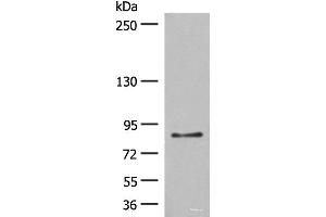 Western blot analysis of LO2 cell lysate using TAS1R3 Polyclonal Antibody at dilution of 1:400 (TAS1R3 抗体)