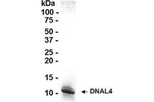 Western Blotting (WB) image for Dynein, Axonemal, Light Chain 4 (DNAL4) (AA 1-105) protein (ABIN2468351) (DNAL4 Protein (AA 1-105))