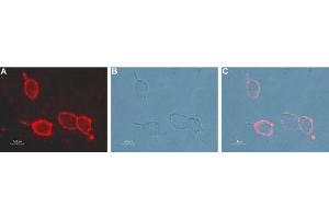 Expression of nAChR β2 in rat PC12 cellsCell surface detection of nAChR β2 in live intact rat pheochromocytoma PC12 cells.