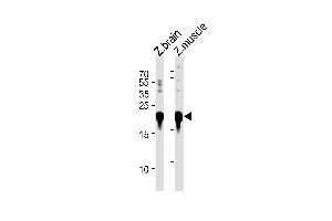 DANRE park7 Antibody (C-term) Azb10028b western blot analysis in zebra fish brain and muscle tissue lysates (35 μg/lane). (PARK7/DJ1 抗体  (C-Term))