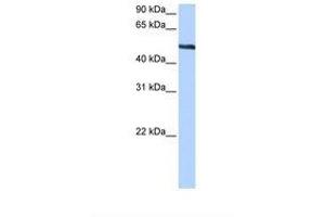 Image no. 1 for anti-Thyroid Hormone Receptor Interactor 6 (TRIP6) (AA 160-209) antibody (ABIN6738769) (TRIP6 抗体  (AA 160-209))