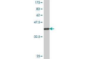 Western Blot detection against Immunogen (38. (HGF 抗体  (AA 619-728))