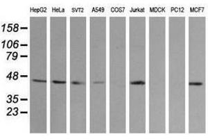 Image no. 2 for anti-Mitogen-Activated Protein Kinase Kinase 2 (MAP2K2) antibody (ABIN1499478) (MEK2 抗体)