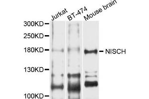 Western blot analysis of extract of various cells, using NISCH antibody. (Nischarin 抗体)