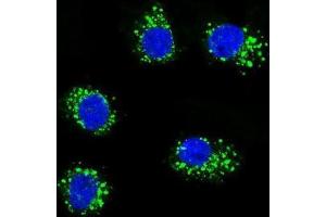 Immunofluorescence (IF) image for anti-Muscle, Skeletal, Receptor Tyrosine Kinase (MUSK) antibody (ABIN3003399) (MUSK 抗体)