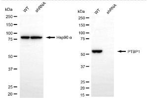 Western blotting analysis using PTBP1 antibody (ABIN7799882).