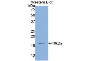 Detection of Recombinant VPREB1, Mouse using Polyclonal Antibody to Pre-B-Lymphocyte Gene 1 (VPREB1) (VPREB1 抗体  (AA 43-134))