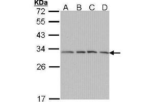 WB Image Sample (30 ug of whole cell lysate) A: A431 , B: H1299 C: Hela D: Hep G2 , 12% SDS PAGE antibody diluted at 1:1000 (PSMA7 抗体  (Center))