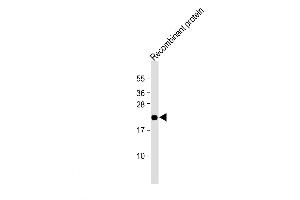 Western Blot at 1:2000 dilution + Recombinant human EPO protein Lysates/proteins at 20 ug per lane. (EPO 抗体  (N-Term))