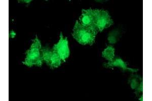 Anti-AKT1 mouse monoclonal antibody (ABIN2455515) immunofluorescent staining of COS7 cells transiently transfected by pCMV6-ENTRY AKT1 (RC220257). (AKT1 抗体)