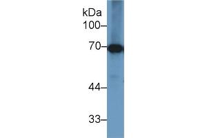 Western Blot; Sample: Bovine Liver lysate; Primary Ab: 1µg/ml Rabbit Anti-Bovine HSPA1B Antibody Second Ab: 0. (HSPA1B 抗体  (AA 1-641))