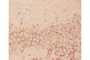 IHC-P: FSH beta antibody testing of mouse brain tissue