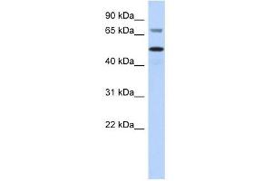 AKT2 antibody used at 0. (AKT2 抗体  (Middle Region))