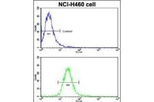 Flow cytometric analysis of NCI- cells using EphB2 Antibody (bottom histogram) compared to a negative control cell (top histogram). (EPH Receptor B2 抗体)