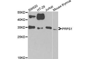 Western blot analysis of extracts of various cell lines, using PRPS1 antibody. (PRPS1 抗体)
