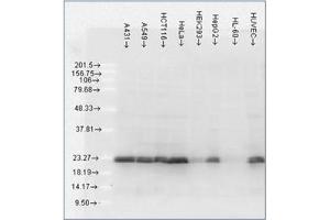 Western Blotting (WB) image for anti-Heat Shock 27kDa Protein 1 (HSPB1) antibody (ABIN452669) (HSP27 抗体)