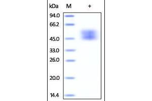 SDS-PAGE (SDS) image for CD80 (CD80) (AA 35-242) protein (His tag) (ABIN2180839)