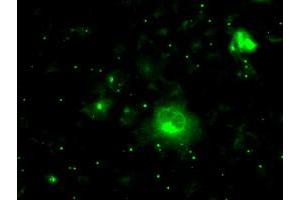 Anti-PRL mouse monoclonal antibody (ABIN2453519) immunofluorescent staining of COS7 cells transiently transfected by pCMV6-ENTRY PRL (RC205627). (Prolactin 抗体)