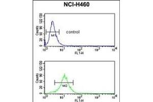 SDR Antibody (Center) (ABIN653890 and ABIN2843136) flow cytometric analysis of NCI- cells (bottom histogram) compared to a negative control cell (top histogram). (SDPR 抗体  (AA 109-135))