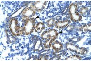 Immunohistochemical staining (Formalin-fixed paraffin-embedded sections) of human kidney with FIZ1 polyclonal antibody  at 4-8 ug/mL working concentration. (FIZ1 抗体  (C-Term))