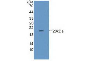 Western Blotting (WB) image for anti-GA Binding Protein Transcription Factor, alpha Subunit 60kDa (GABPA) (AA 168-314) antibody (ABIN7441376)