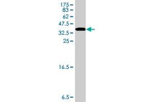 Western Blot detection against Immunogen (35. (NEU2 抗体  (AA 180-268))
