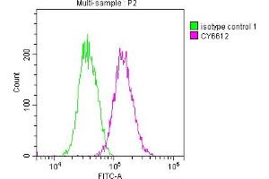 Overlay histogram showing Jurkat cells stained with ABIN7127522 (red line) at 1:50. (Recombinant Glucocorticoid Receptor 抗体)