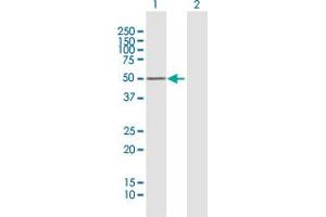 Western Blot analysis of PRKAR1B expression in transfected 293T cell line by PRKAR1B MaxPab polyclonal antibody.