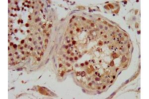 IHC image of ABIN7150380 diluted at 1:600 and staining in paraffin-embedded human testis tissue performed on a Leica BondTM system. (RFX2 抗体  (AA 1-130))