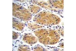 AARS2 antibody immunohistochemistry analysis in formalin fixed and paraffin embedded human stomach tissue. (AARS2 抗体  (AA 366-394))