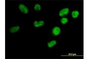 Immunofluorescence of purified MaxPab antibody to U2AF1L3 on HeLa cell. (Splicing factor U2AF 26 kDa subunit (U2AF1L4) (AA 1-202) 抗体)