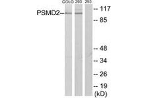 Western Blotting (WB) image for anti-Proteasome (Prosome, Macropain) 26S Subunit, Non-ATPase, 2 (PSMD2) (AA 101-150) antibody (ABIN1533858)