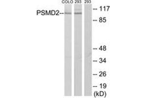 Western blot analysis of extracts from COLO205/293 cells, using PSMD2 Antibody. (PSMD2 抗体  (AA 101-150))