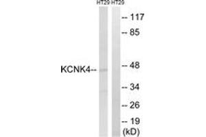 Western blot analysis of extracts from HT-29 cells, using KCNK4 Antibody.
