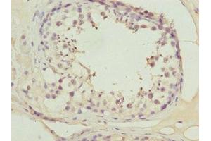 Immunohistochemistry of paraffin-embedded human testis tissue using ABIN7165116 at dilution of 1:100