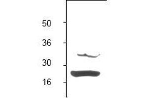 Image no. 1 for anti-BCL2-Associated X Protein (BAX) (N-Term) antibody (ABIN126979) (BAX 抗体  (N-Term))